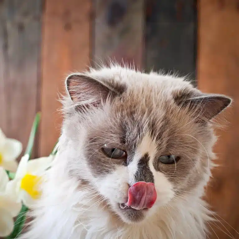 Mon chat éternue - Habitat Félin